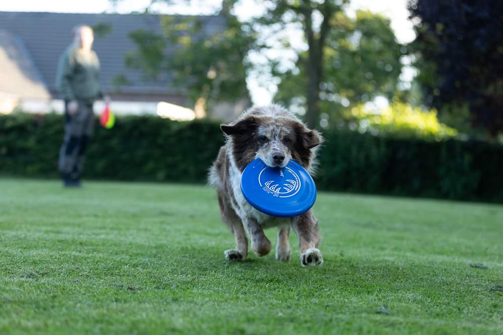 Dog frisbee